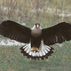 Illustration for article titled Non-migratory Central American bird spotted in Nova Scotia